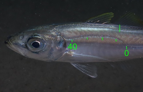 Mediterranean horse mackerel (Trachurus mediterraneus) — Carangidae — 2