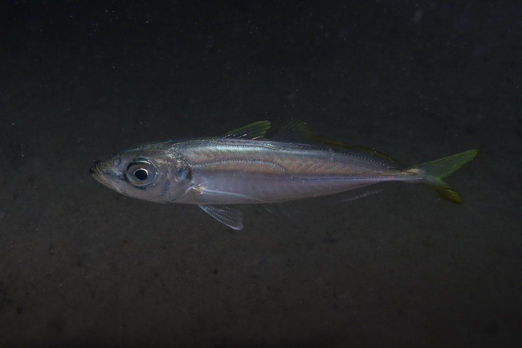 İstavrit (Trachurus mediterraneus)
