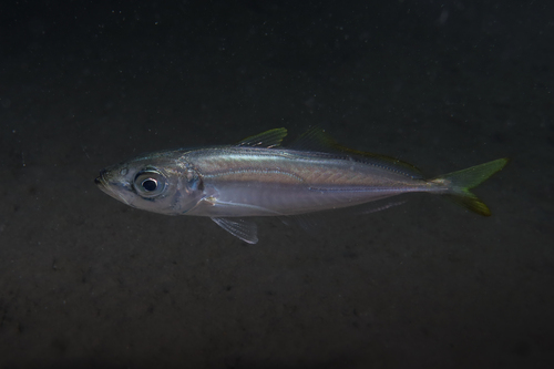 Photo of Mediterranean horse mackerel (Trachurus mediterraneus)