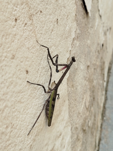 Pseudovates parallela