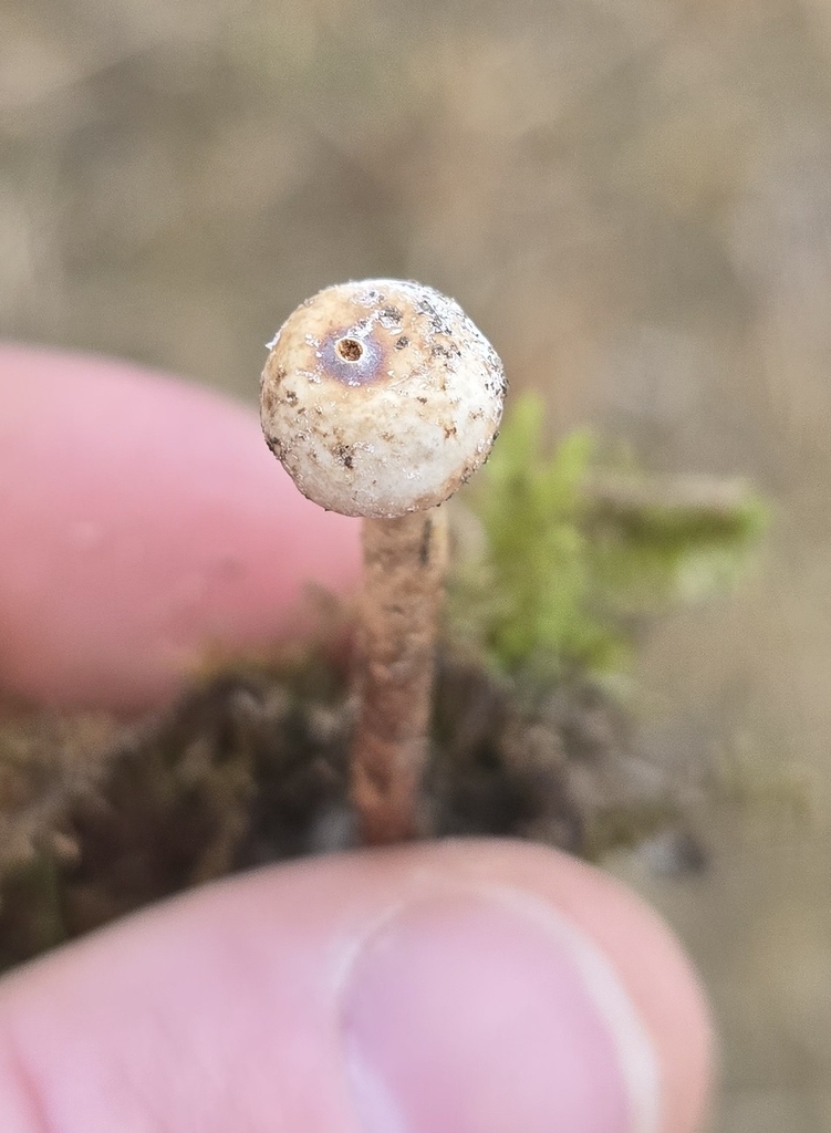 Tulostoma brumale · December 2025 · photo: © davidsandler (iNaturalist, cc-by)