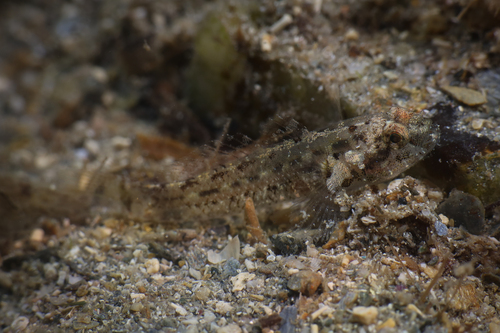Large-headed Goby