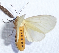 Pareuchaetes pseudoinsulata