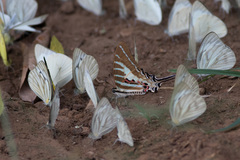 Graphium aristeus