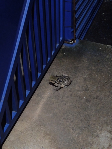 Cururu Toad