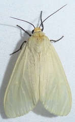 Pareuchaetes pseudoinsulata