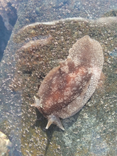 Pleurobranchaea maculata