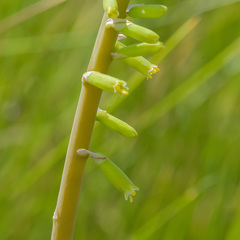 Kniphofia parviflora