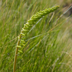 Kniphofia parviflora