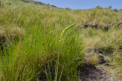 Kniphofia parviflora
