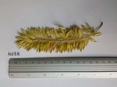 Alvaradoa amorphoides