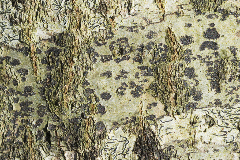 Arthothelium ruanum