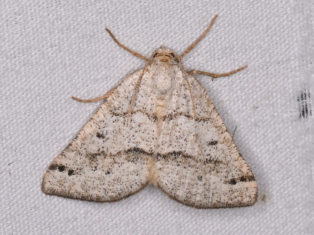 Macaria grossbecki