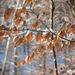 American beech from Northwest Philadelphia, Philadelphia, PA, USA on December 15, 2025 at 11:12 AM by GobyHunter