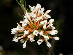 Epacris lanuginosa