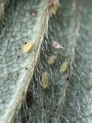 Acyrthosiphon malvae