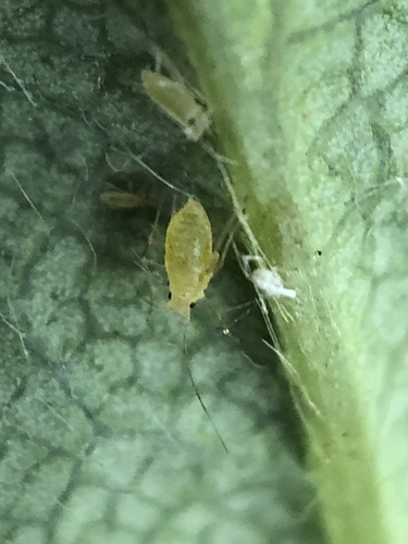 Representative image of Acyrthosiphon malvae