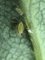 Acyrthosiphon malvae