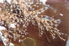 Eudendrium californicum image