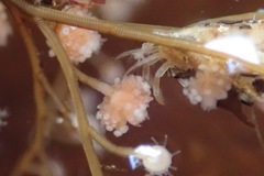 Eudendrium californicum