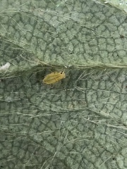 Acyrthosiphon malvae