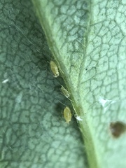 Acyrthosiphon malvae