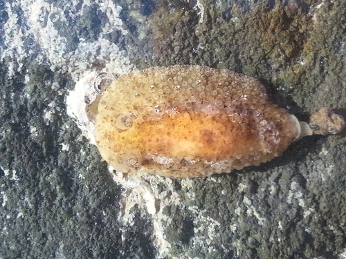 Carminodoris nodulosa