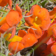 Harveya scarlatina