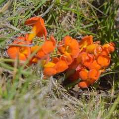 Harveya scarlatina