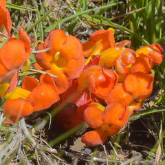 Harveya scarlatina