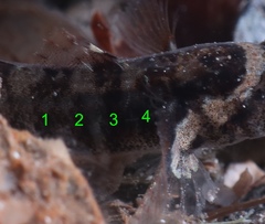 Pallaoro's Goby photo 4