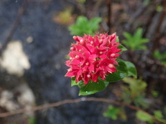 Carphalea
