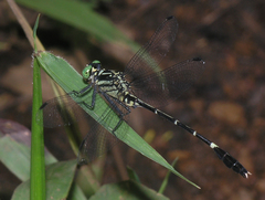 Euthygomphus schorri