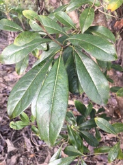 Pittosporum pentandrum