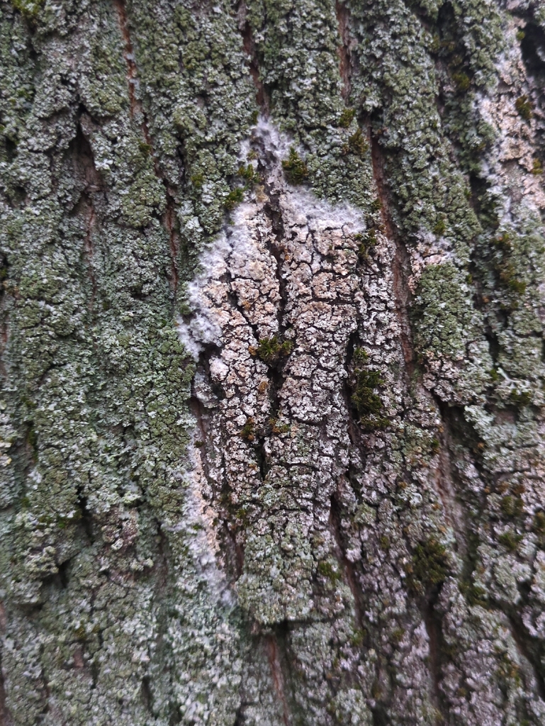 Athelia arachnoidea · December 2025 · photo: © alexis_orion (iNaturalist, cc-by)