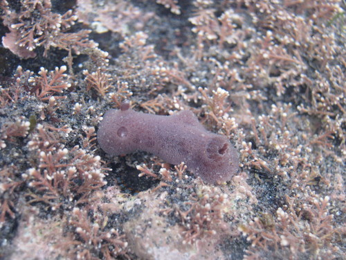 Jorunna ramicola