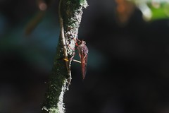 Colepia rufiventris