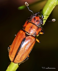 Cyclommatus