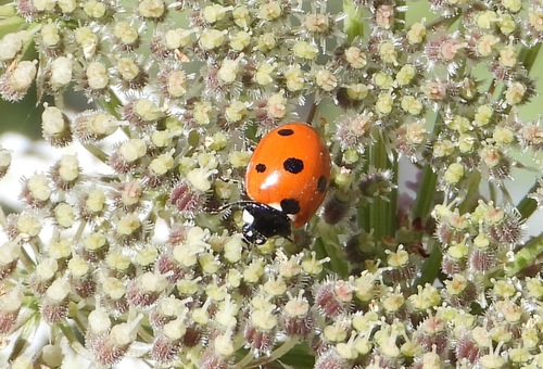 Seven-spotted Lady Beetle
