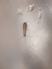 Ctenolepisma longicaudatum