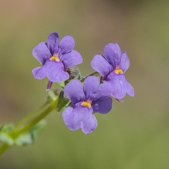 Nemesia caerulea