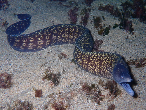 Mediterranean Moray, photo 5 of 8