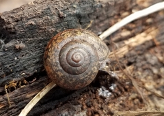 Helminthoglypta cypreophila