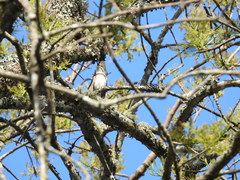 Vireolanius melitophrys