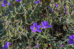 Geranium drakensbergensis