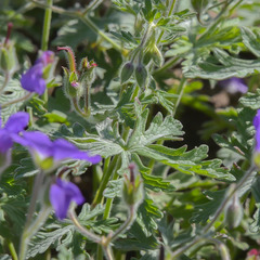 Geranium drakensbergensis