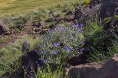 Geranium drakensbergensis
