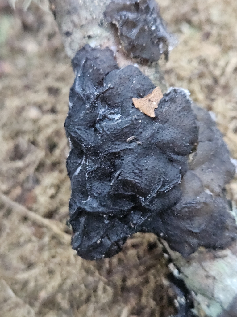 Exidia crenata · December 2025 · photo: © willingarden (iNaturalist, cc-by)