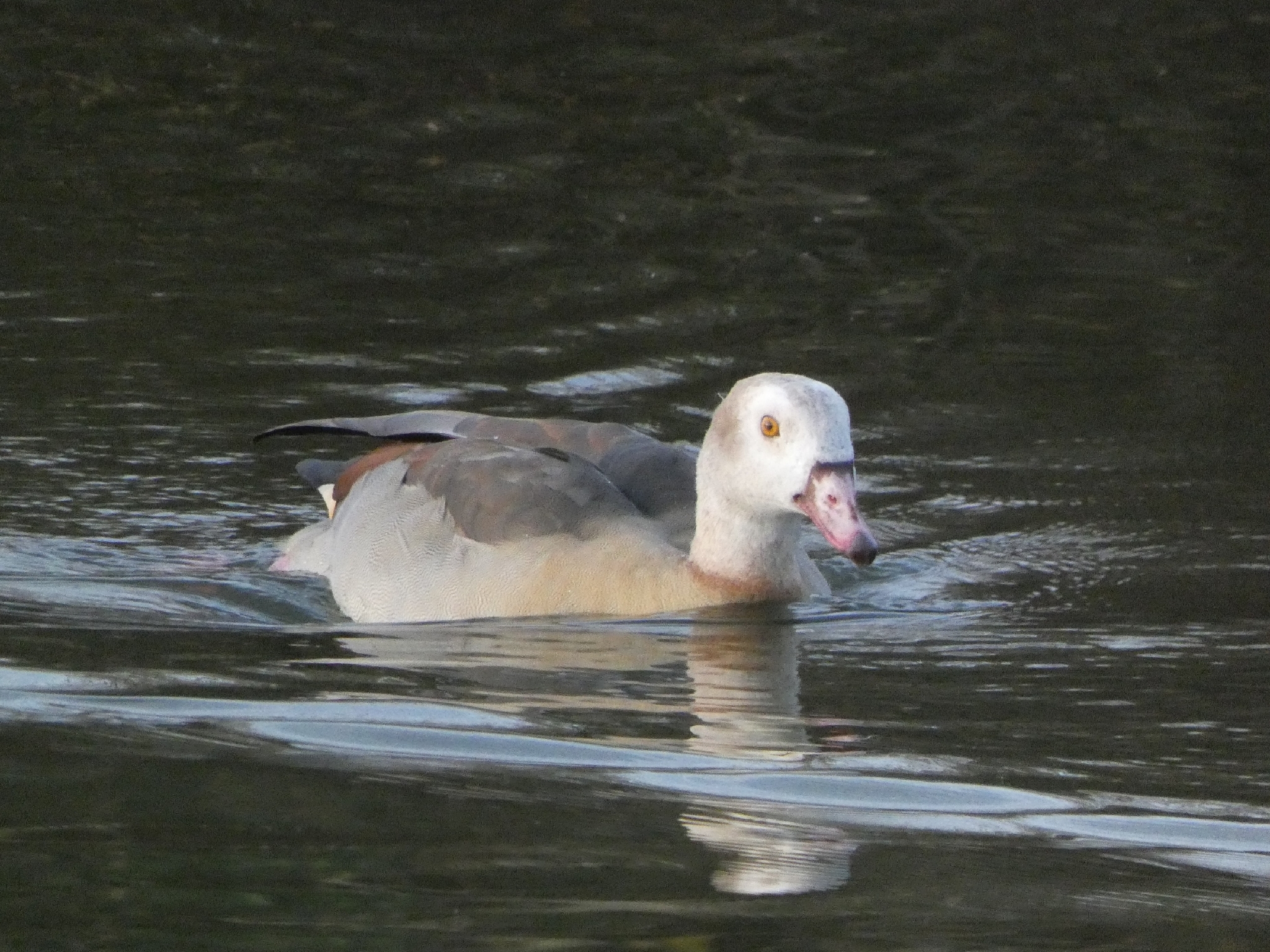 Alopochen aegyptiaca (Linnaeus, 1766)