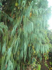 Cupressus cashmeriana
